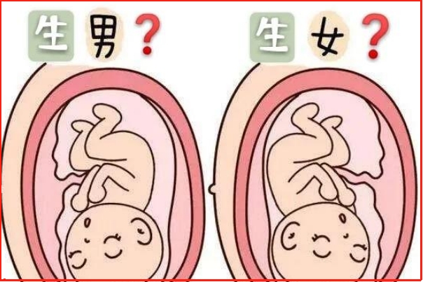 饮食并不能直接影响胎儿的性别