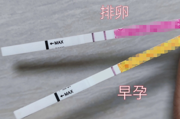 药店卖的排卵试纸和早孕试纸的检测效果是一样吗？
