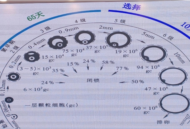 排卵前卵泡会缩小
