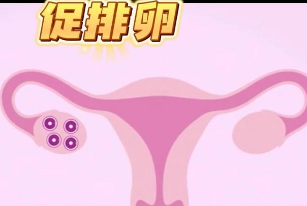 促排卵可以提高怀孕几率