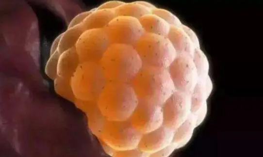 4aa级别的优质囊胚移植后成功怀孕的概率有多少？