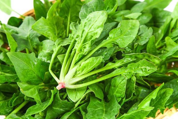 菠菜属于碱性食物