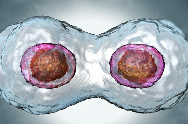 移植囊胚怎么算孕周，这些细节医生不会当面告诉你