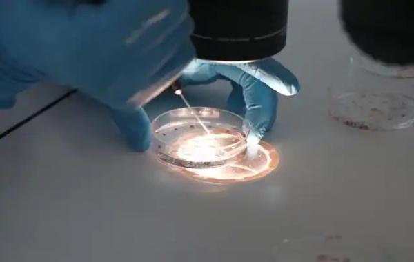 3代试管活检过关后胚胎百分百都是正常的吗？