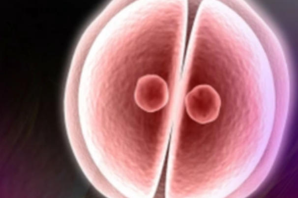 移植第13天胚胎正在着床