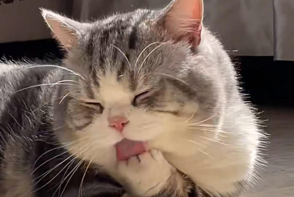 备孕期间养猫要预防弓形虫病