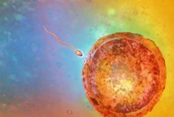 3代试管卵子和精子怎么结合形成受精卵？