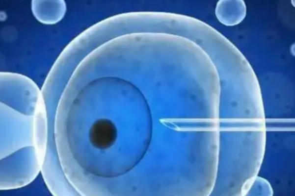 试管移植鲜胚好还是囊胚好，试管婴儿移植的最佳选择大揭秘