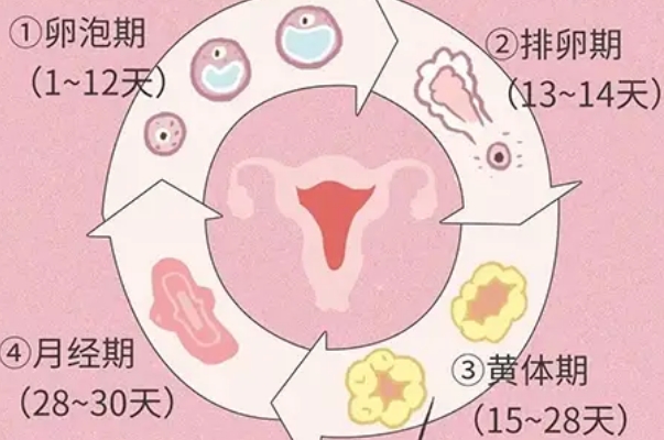 排卵期和黄体期时间不一样
