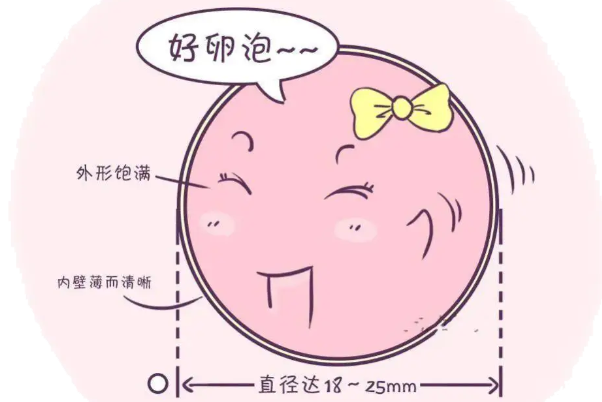 卵泡形态好则卵子质量较好