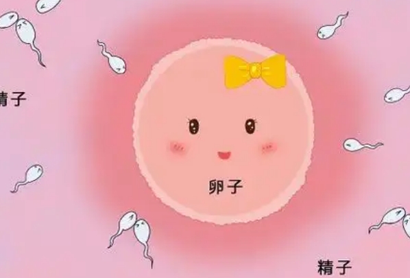 试管婴儿成功率提升背后：卵泡健康与卵子取出技术的五年突破
