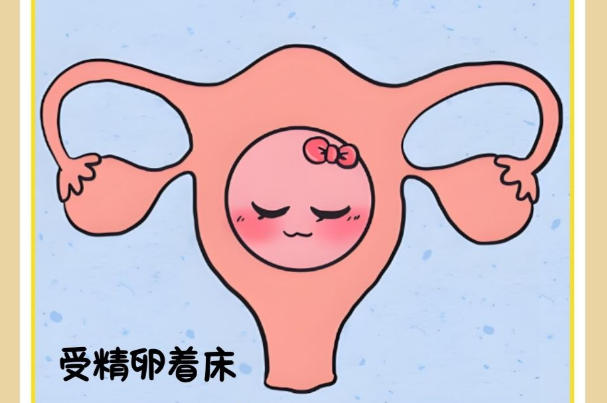 胚胎移植是有性生殖