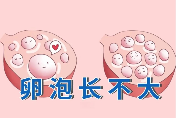 促排药物可以促进卵泡发育