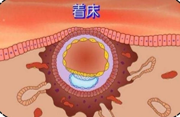 胚胎移植成功后基础体温会上升