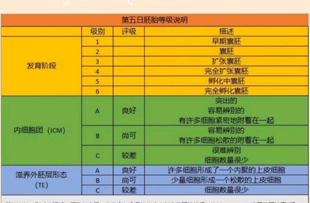 胚胎等级划分标准