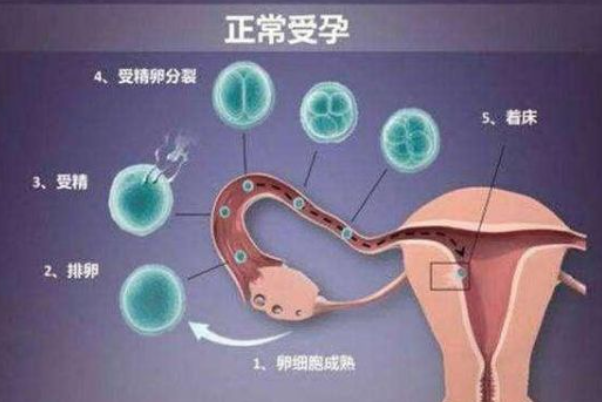 受精卵在输卵管帮助下进入子宫
