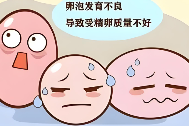 多囊女性做试管促排成功后取到的卵泡全是成熟的吗？