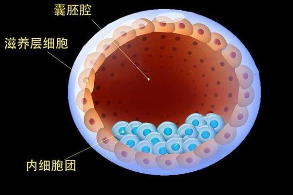 移植第3天囊胚胚胎出现扩张